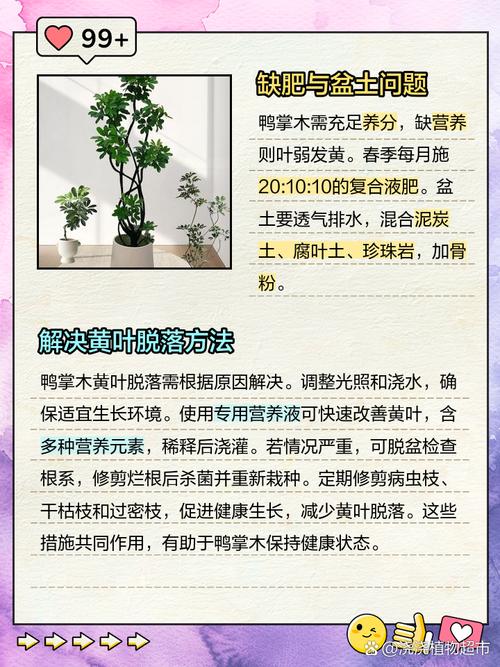 鸭掌木叶子发黄怎么办？鸭掌木叶子发黄怎么办小妙招？-第4张图片-优品飞百科