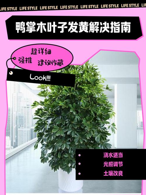 鸭掌木叶子发黄怎么办？鸭掌木叶子发黄怎么办小妙招？-第5张图片-优品飞百科