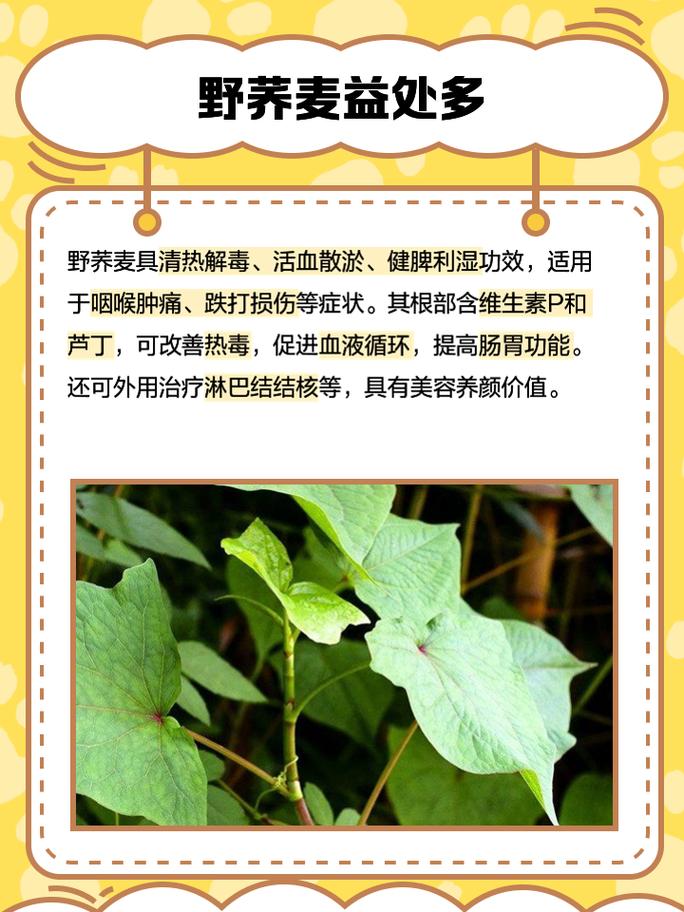 野荞麦和天荞麦的区别，野荞麦作用？-第2张图片-优品飞百科