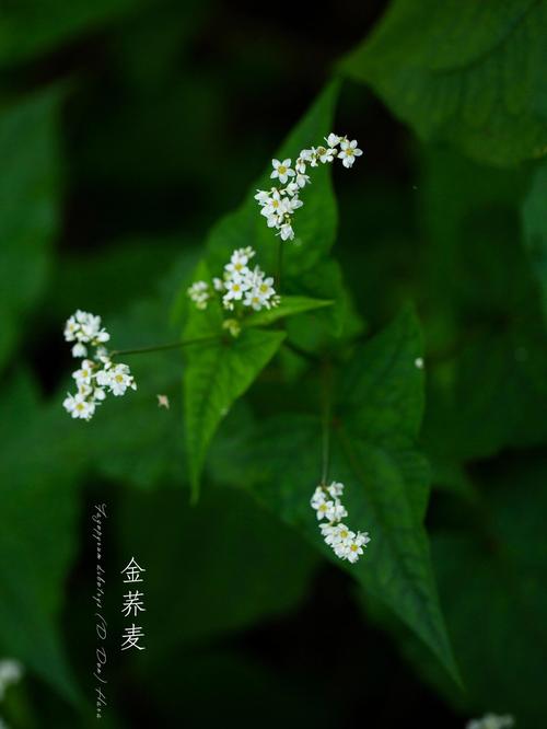 野荞麦和天荞麦的区别，野荞麦作用？-第5张图片-优品飞百科