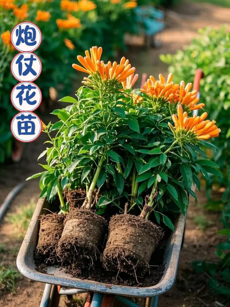 如何使炮仗花在圣诞开花，炮仗花开花后如何修剪
