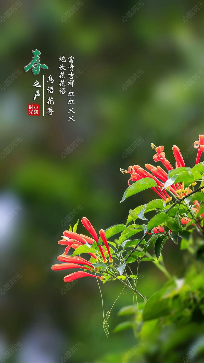 如何使炮仗花在圣诞开花，炮仗花开花后如何修剪-第2张图片-优品飞百科