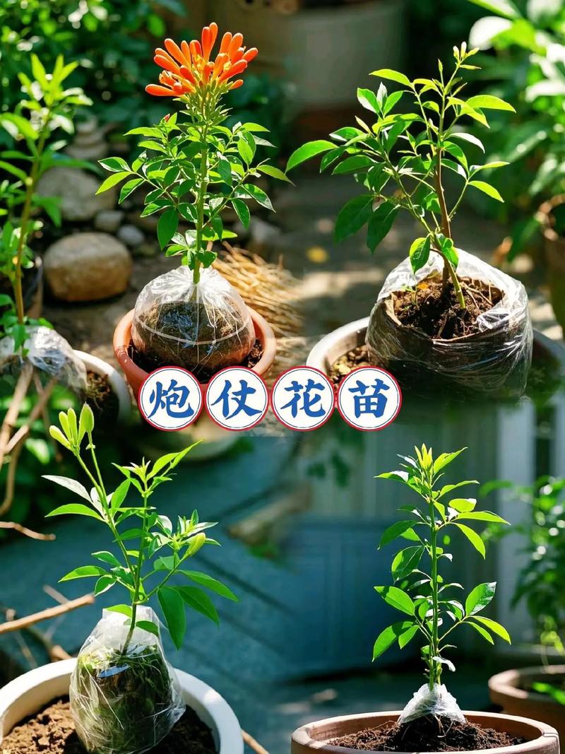 如何使炮仗花在圣诞开花，炮仗花开花后如何修剪-第3张图片-优品飞百科