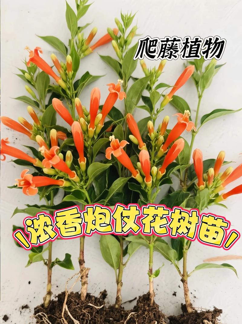 如何使炮仗花在圣诞开花，炮仗花开花后如何修剪-第7张图片-优品飞百科