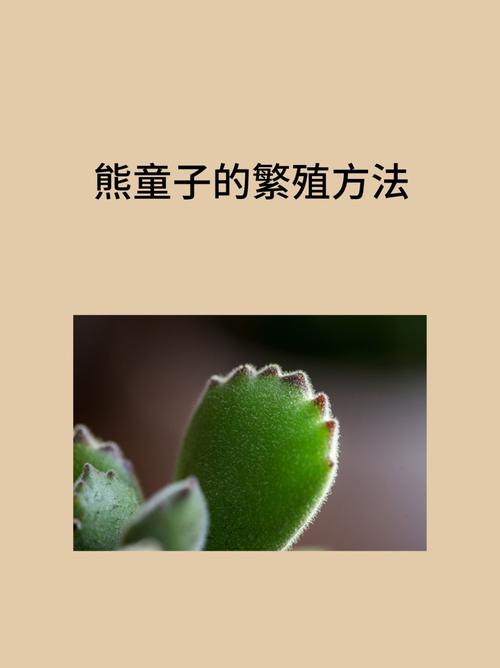 熊童子的繁殖方法？熊童子如何繁殖?？-第2张图片-优品飞百科