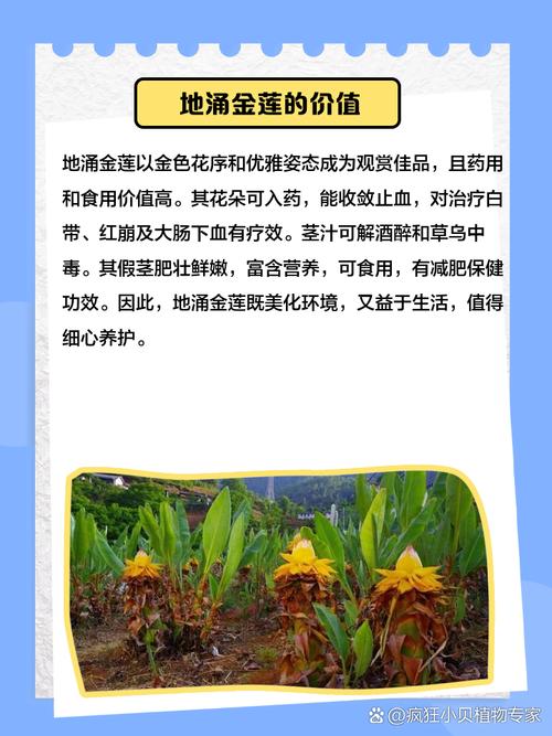 盆栽金莲花的养殖方法?盆栽金莲花的养殖方法视频?-第1张图片-优品飞百科 盆栽金莲花的养殖方法?盆栽金莲花的养殖方法视频?-第1张图片-优品飞百科