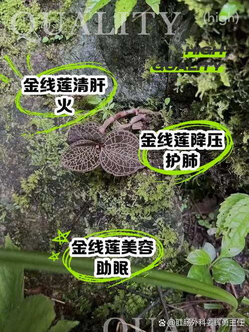 盆栽金莲花的养殖方法?盆栽金莲花的养殖方法视频?-第2张图片-优品飞百科 盆栽金莲花的养殖方法?盆栽金莲花的养殖方法视频?-第2张图片-优品飞百科