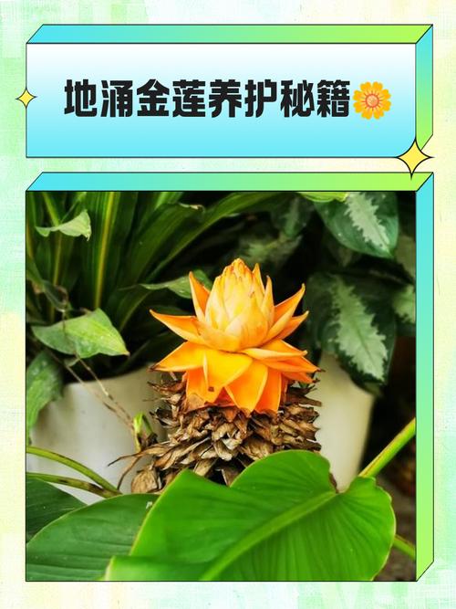 盆栽金莲花的养殖方法?盆栽金莲花的养殖方法视频?-第3张图片-优品飞百科 盆栽金莲花的养殖方法?盆栽金莲花的养殖方法视频?-第3张图片-优品飞百科