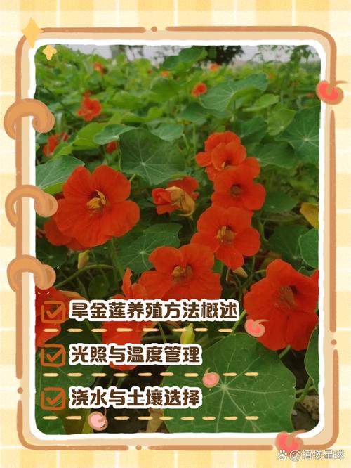 盆栽金莲花的养殖方法?盆栽金莲花的养殖方法视频?-第5张图片-优品飞百科 盆栽金莲花的养殖方法?盆栽金莲花的养殖方法视频?-第5张图片-优品飞百科