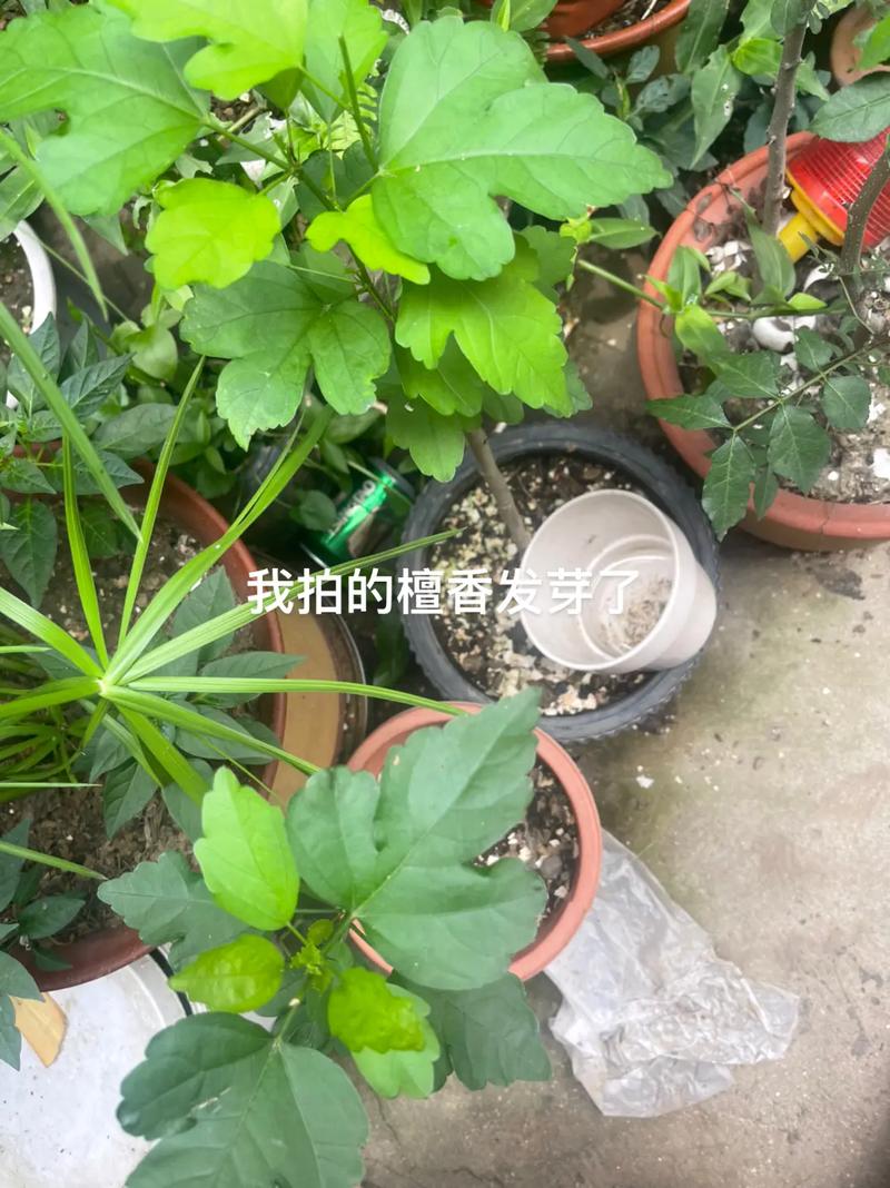 盆栽金莲花的养殖方法?盆栽金莲花的养殖方法视频?-第6张图片-优品飞百科 盆栽金莲花的养殖方法?盆栽金莲花的养殖方法视频?-第6张图片-优品飞百科