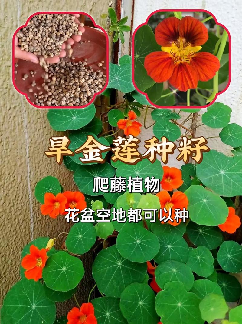 盆栽金莲花的养殖方法?盆栽金莲花的养殖方法视频?-第7张图片-优品飞百科 盆栽金莲花的养殖方法?盆栽金莲花的养殖方法视频?-第7张图片-优品飞百科