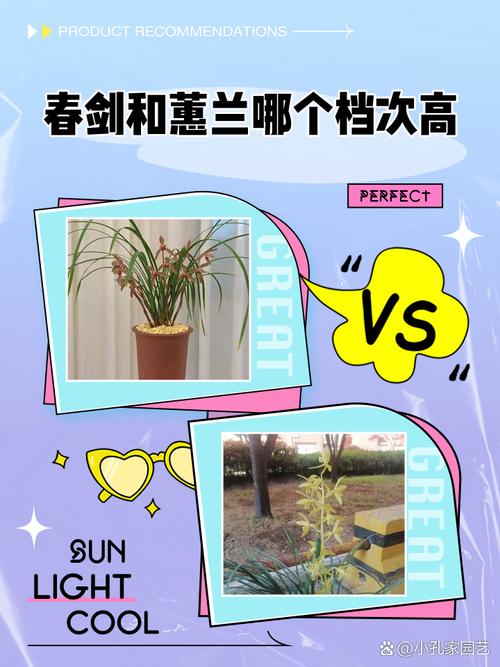 蕙兰有没有叶柄环，什么兰花没有叶柄环，春兰没有叶柄环会是科技草吗-第3张图片-优品飞百科