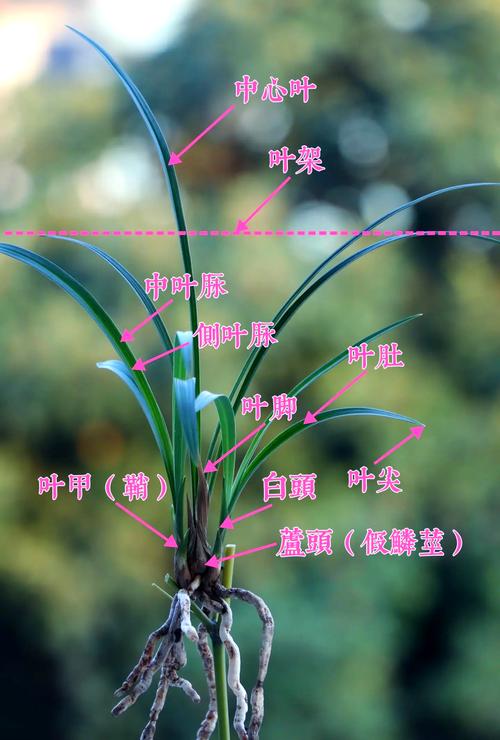 蕙兰有没有叶柄环，什么兰花没有叶柄环，春兰没有叶柄环会是科技草吗-第7张图片-优品飞百科