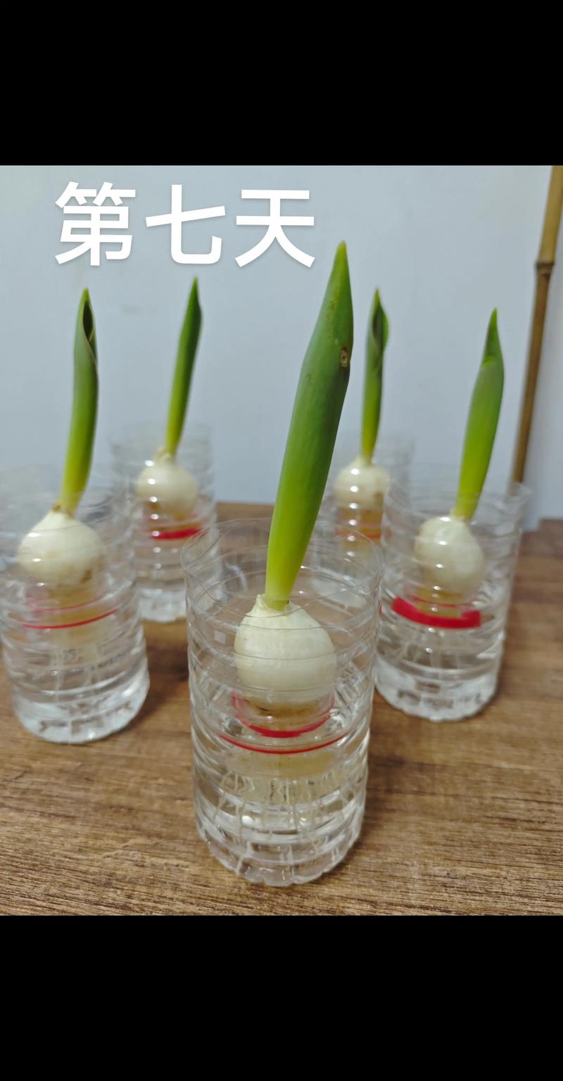 水培郁金香多久能开花，水培郁金香多久开花 花头太重