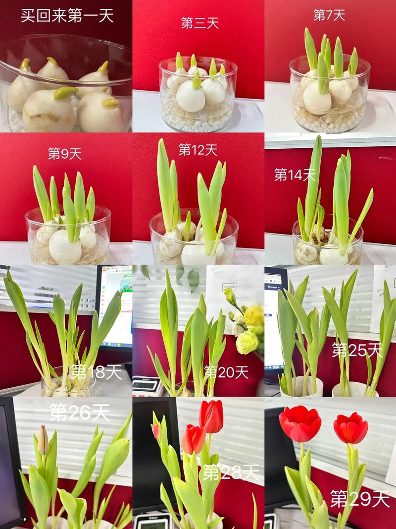 水培郁金香多久能开花，水培郁金香多久开花 花头太重-第2张图片-优品飞百科