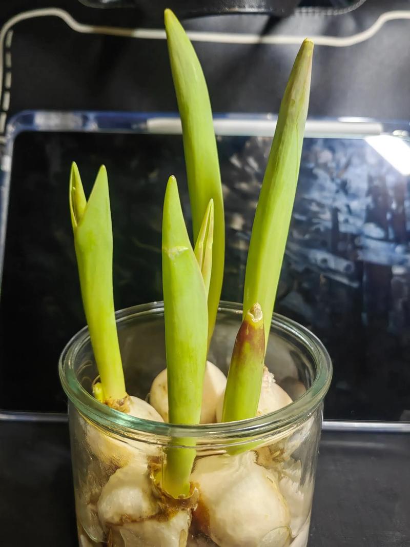 水培郁金香多久能开花，水培郁金香多久开花 花头太重-第3张图片-优品飞百科