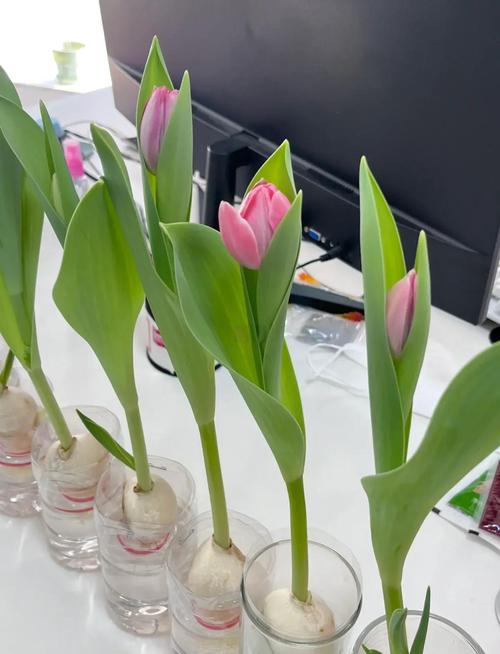 水培郁金香多久能开花，水培郁金香多久开花 花头太重-第4张图片-优品飞百科