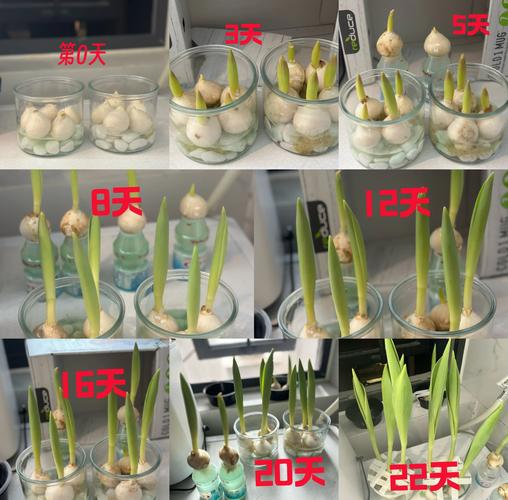 水培郁金香多久能开花，水培郁金香多久开花 花头太重-第5张图片-优品飞百科