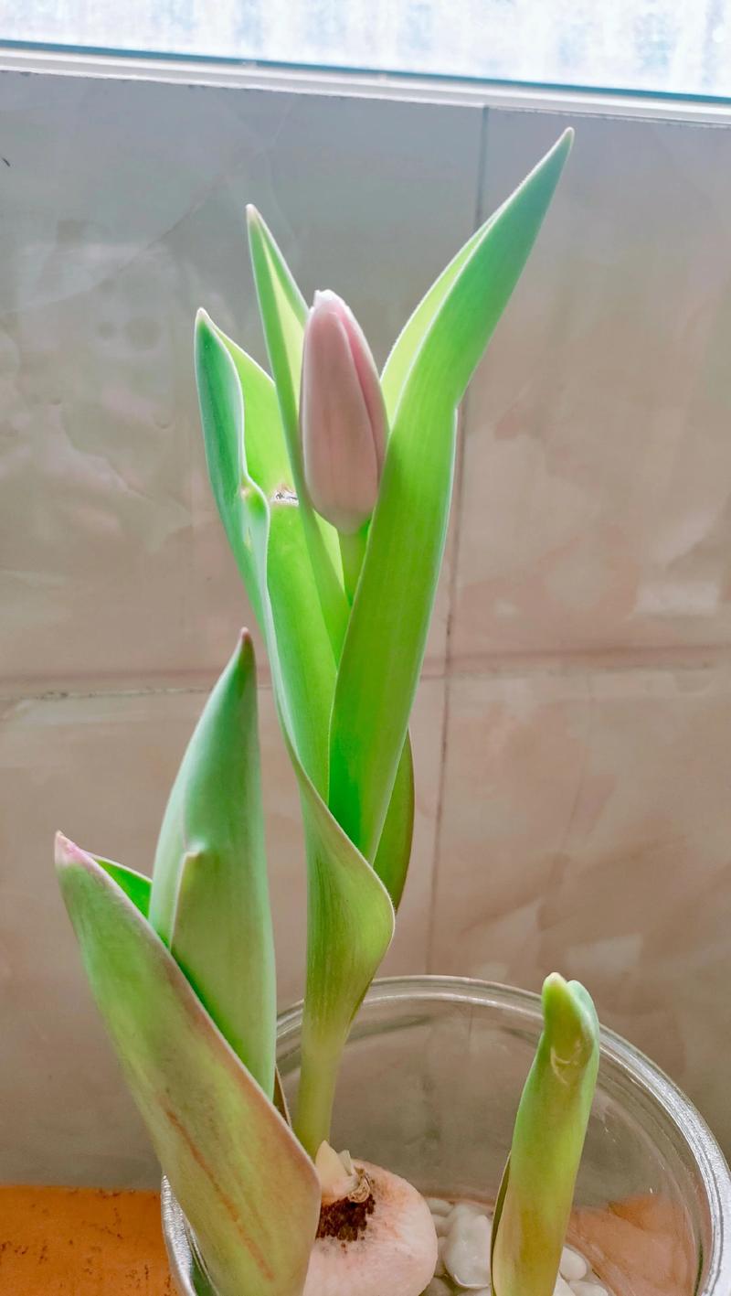 水培郁金香多久能开花，水培郁金香多久开花 花头太重-第6张图片-优品飞百科