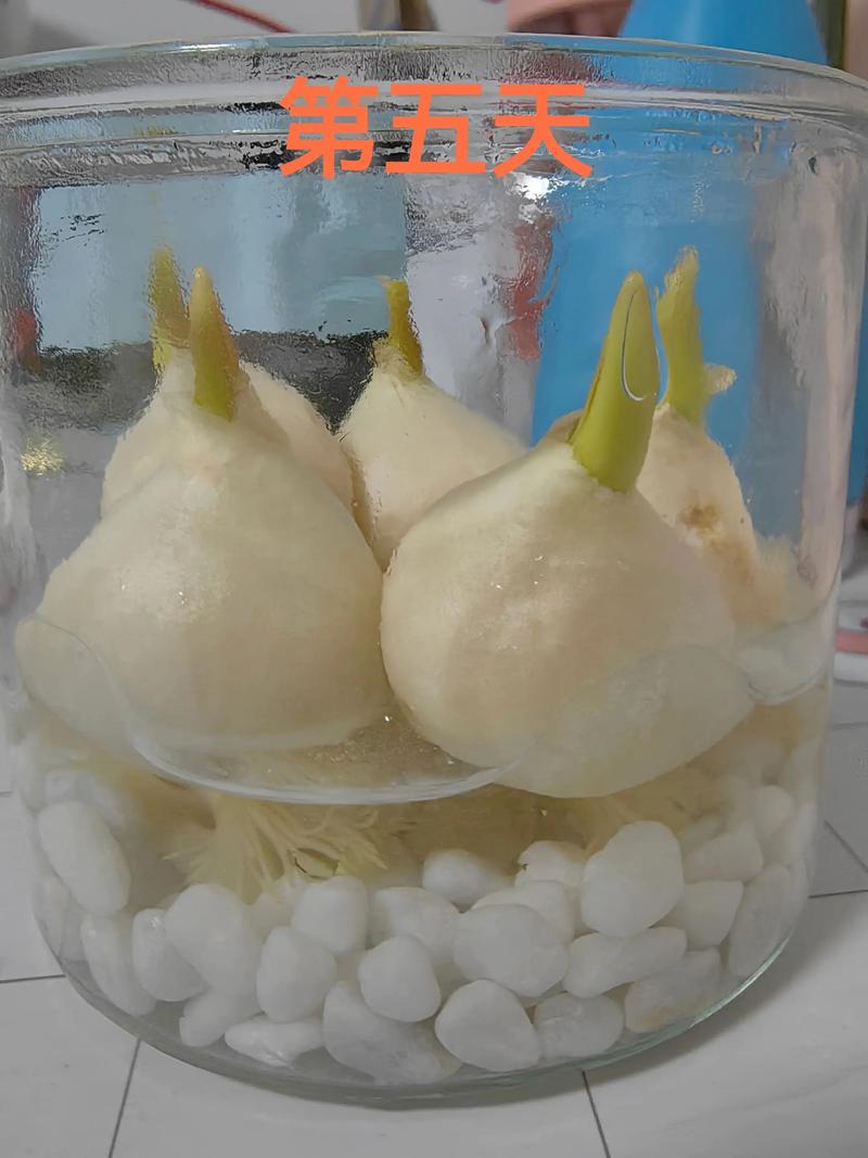 水培郁金香多久能开花，水培郁金香多久开花 花头太重-第7张图片-优品飞百科