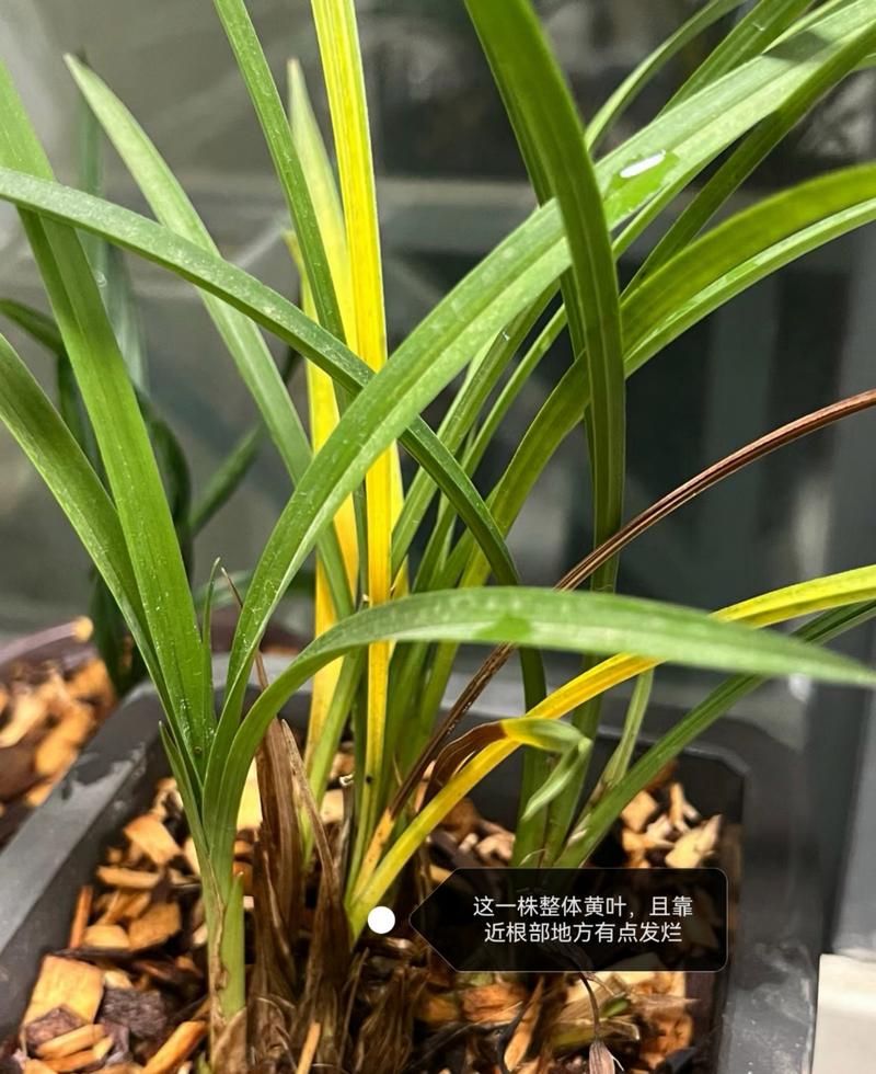 墨兰叶子卷曲怎么办?墨兰叶子卷曲怎么办啊??-第3张图片-优品飞百科 墨兰叶子卷曲怎么办?墨兰叶子卷曲怎么办啊??-第3张图片-优品飞百科