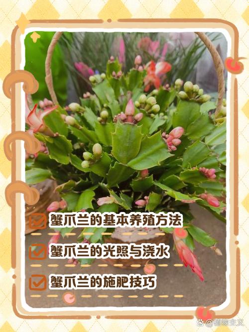 蟹爪兰怎样催花？蟹爪兰怎样催花偏方？