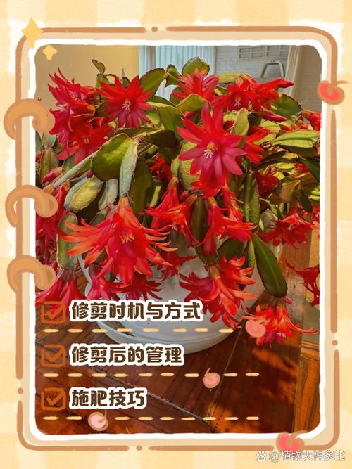 蟹爪兰怎样催花？蟹爪兰怎样催花偏方？-第2张图片-优品飞百科
