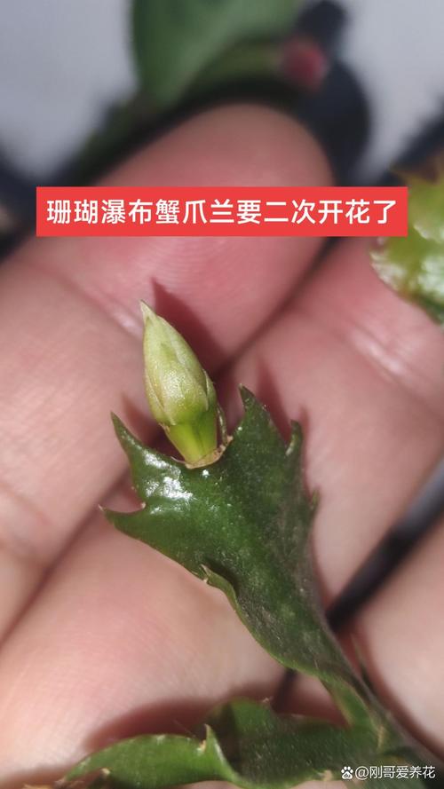 蟹爪兰怎样催花？蟹爪兰怎样催花偏方？-第3张图片-优品飞百科