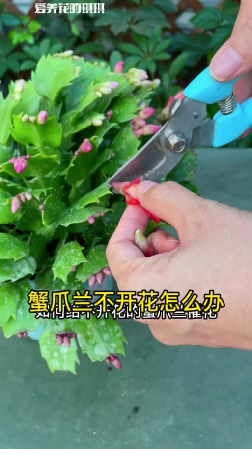 蟹爪兰怎样催花？蟹爪兰怎样催花偏方？-第5张图片-优品飞百科