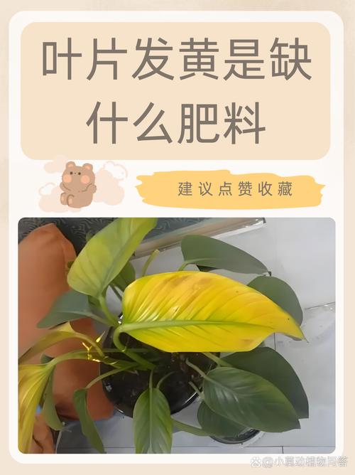 金盏菊叶子发黄是什么原因？金盏菊叶子发黄是什么原因引起的？-第4张图片-优品飞百科