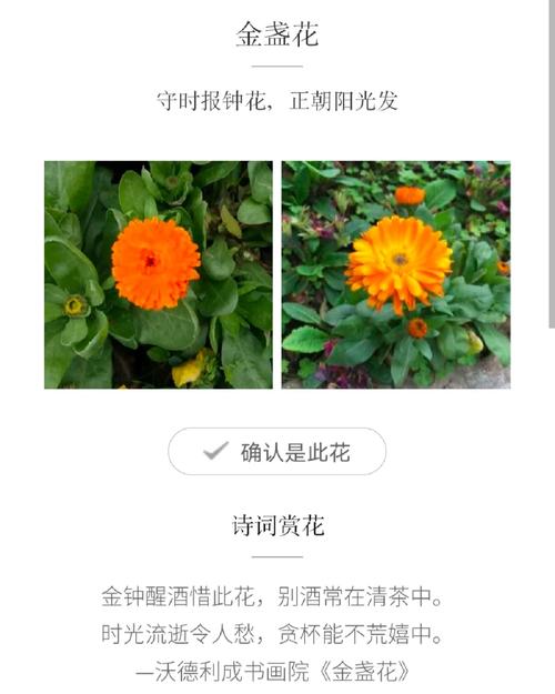 金盏菊叶子发黄是什么原因？金盏菊叶子发黄是什么原因引起的？-第6张图片-优品飞百科