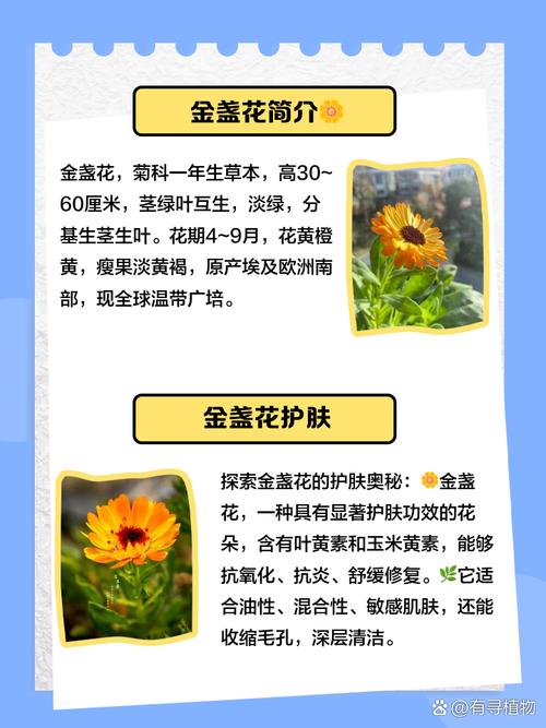金盏菊叶子发黄是什么原因？金盏菊叶子发黄是什么原因引起的？-第7张图片-优品飞百科