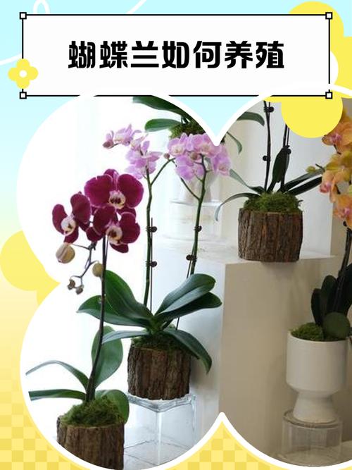 蝴蝶兰怎么养，蝴蝶兰怎么养护与浇水-第2张图片-优品飞百科