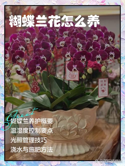蝴蝶兰怎么养，蝴蝶兰怎么养护与浇水-第3张图片-优品飞百科