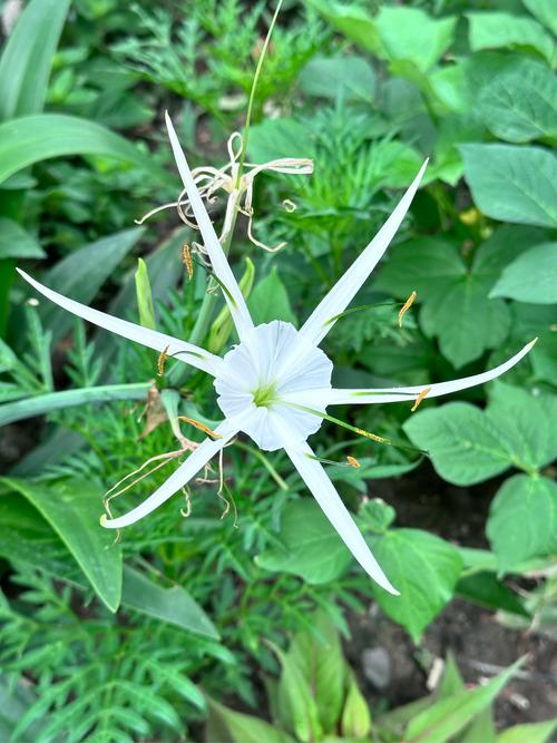 蝴蝶兰怎么养，蝴蝶兰怎么养护与浇水-第5张图片-优品飞百科