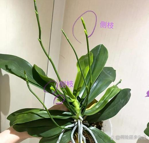 蝴蝶兰怎么养，蝴蝶兰怎么养护与浇水-第8张图片-优品飞百科