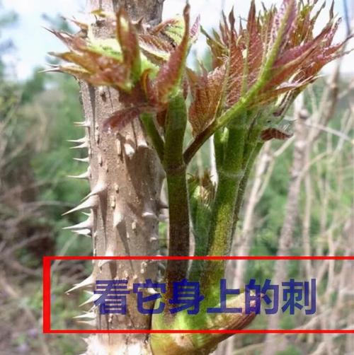 刺老芽怎么种植，刺老芽怎么种植方法？-第2张图片-优品飞百科