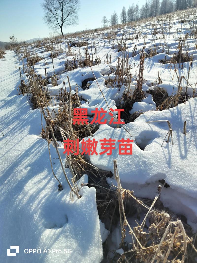 刺老芽怎么种植，刺老芽怎么种植方法？-第4张图片-优品飞百科