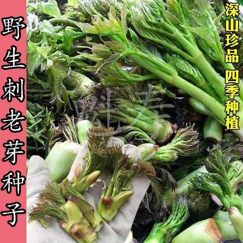 刺老芽怎么种植，刺老芽怎么种植方法？-第5张图片-优品飞百科