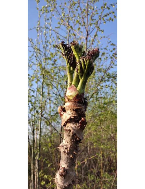 刺老芽怎么种植，刺老芽怎么种植方法？-第6张图片-优品飞百科