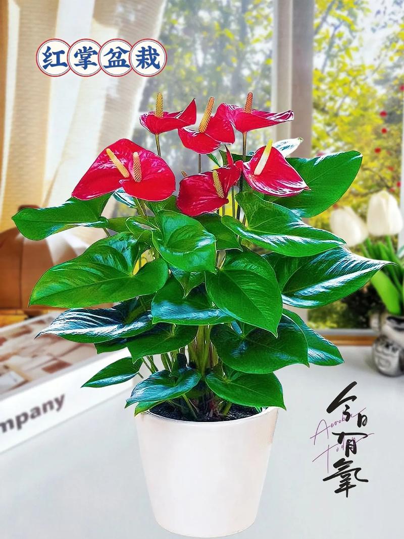 红掌的花语是什么，红掌花寓意是什么？-第2张图片-优品飞百科