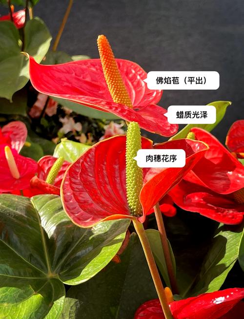 红掌的花语是什么，红掌花寓意是什么？-第3张图片-优品飞百科