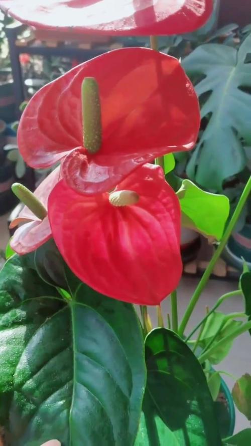 红掌的花语是什么，红掌花寓意是什么？-第4张图片-优品飞百科