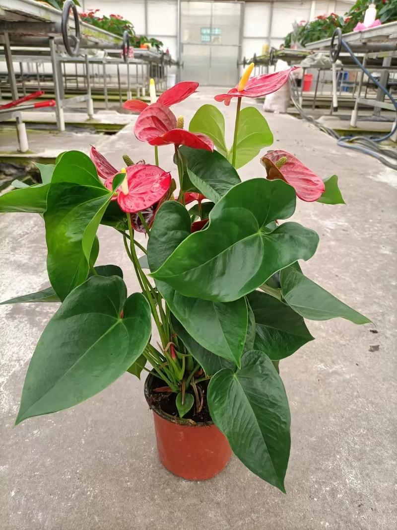 红掌的花语是什么，红掌花寓意是什么？-第6张图片-优品飞百科
