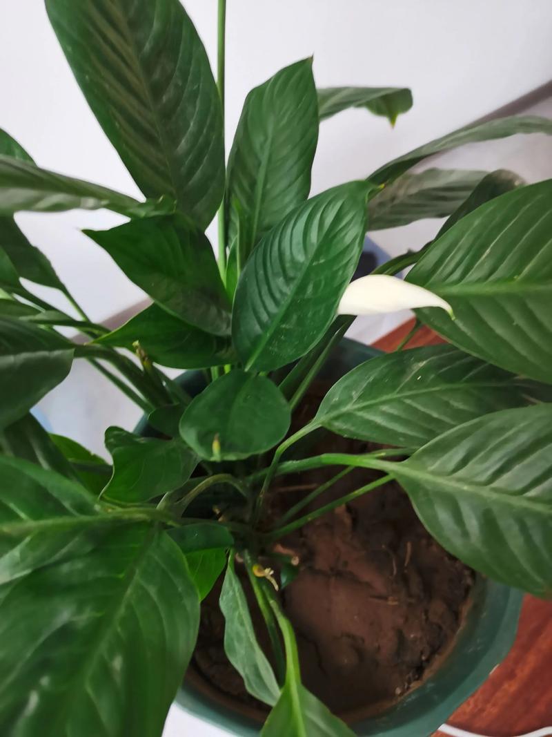 一帆风顺花能养在家中吗，在家中如何养护，一帆 风顺花在家养好吗？-第2张图片-优品飞百科