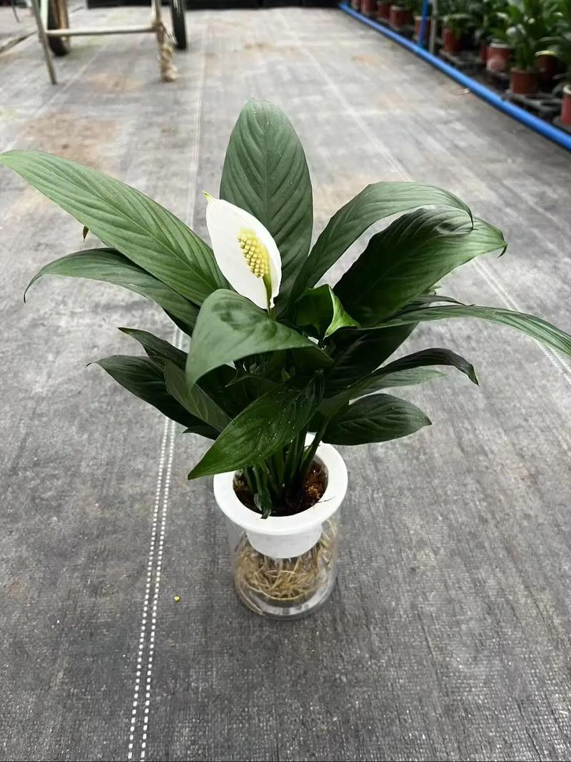 一帆风顺花能养在家中吗，在家中如何养护，一帆 风顺花在家养好吗？-第3张图片-优品飞百科