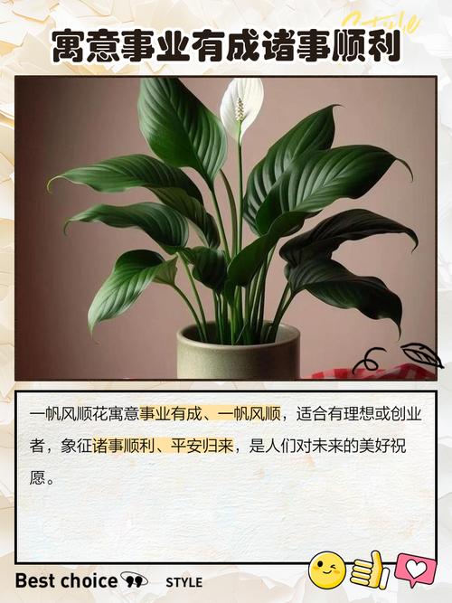 一帆风顺花能养在家中吗，在家中如何养护，一帆 风顺花在家养好吗？-第4张图片-优品飞百科