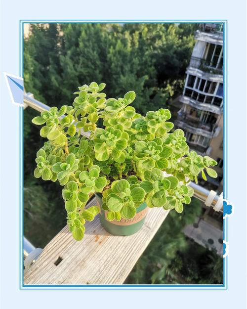 碰碰香的养殖方法和注意事项？碰碰香的危害及副作用？-第5张图片-优品飞百科