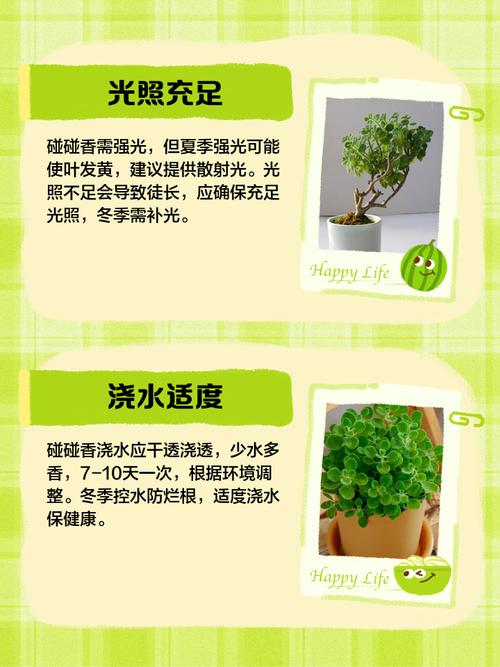 碰碰香的养殖方法和注意事项？碰碰香的危害及副作用？-第7张图片-优品飞百科