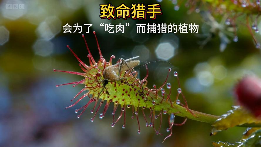 捕蝇草最低温度，冬天怎么养不会死，捕蝇草冬天会枯萎吗？-第6张图片-优品飞百科